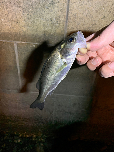 セイゴ（マルスズキ）の釣果