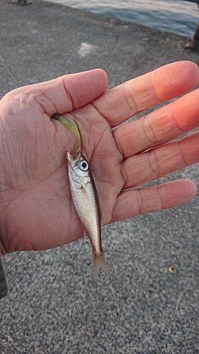 クロムツの釣果