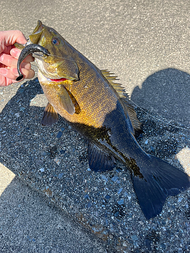 スモールマウスバスの釣果