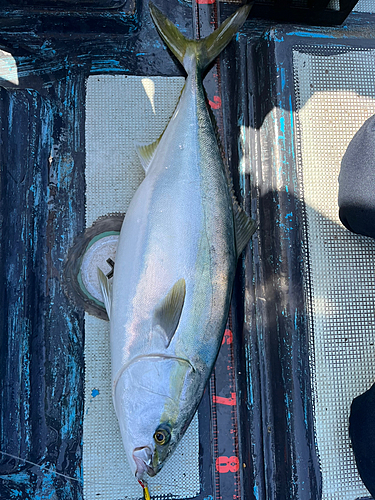 ブリの釣果