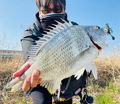 キビレの釣果