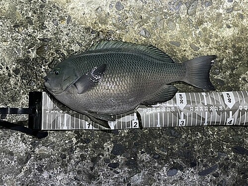 クチブトグレの釣果