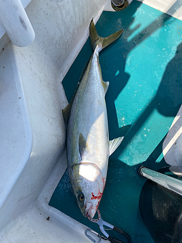 ブリの釣果