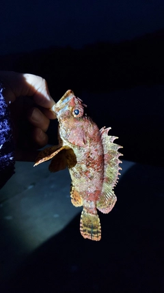 ヨロイメバルの釣果