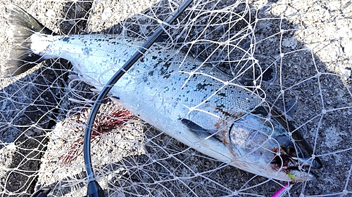 サクラマスの釣果