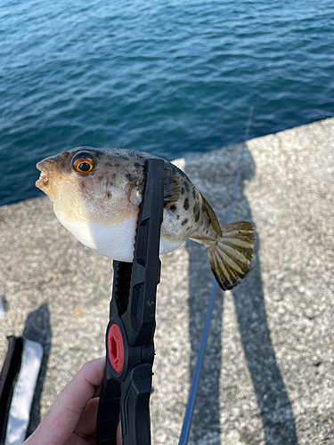 フグの釣果