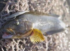 アイナメの釣果