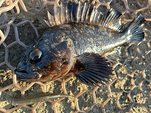 ハチガラの釣果