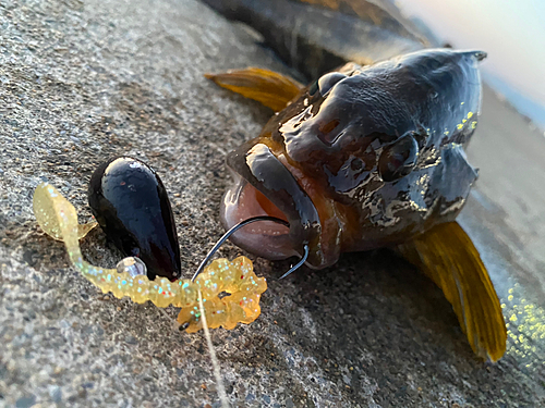 アイナメの釣果