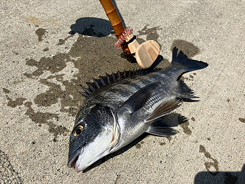 クロダイの釣果