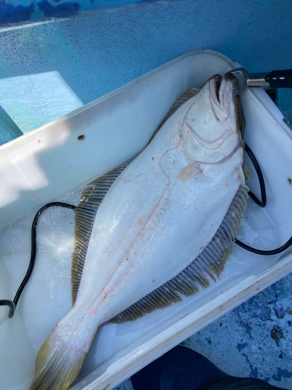 ハタタテハゼさんの釣果 3枚目の画像