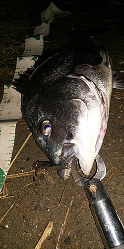 クロダイの釣果