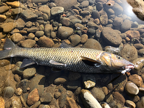 ニゴイの釣果