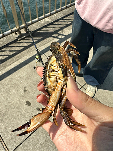 ワタリガニの釣果