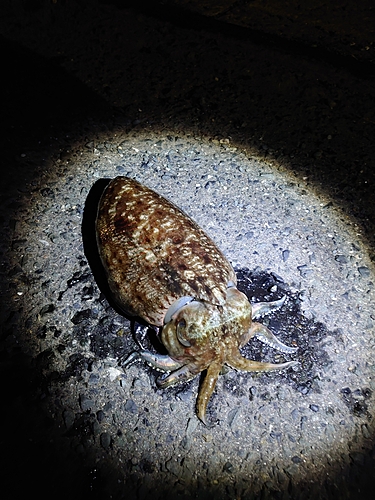 コウイカの釣果