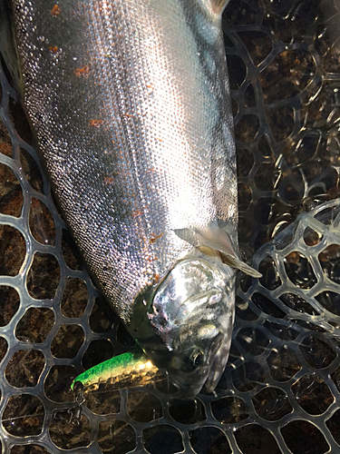 アマゴの釣果