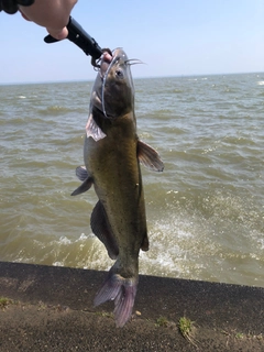 アメリカナマズの釣果