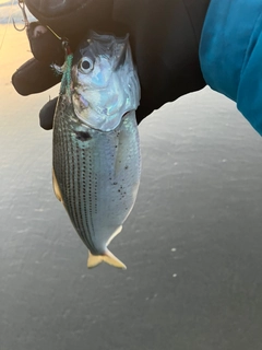 コノシロの釣果