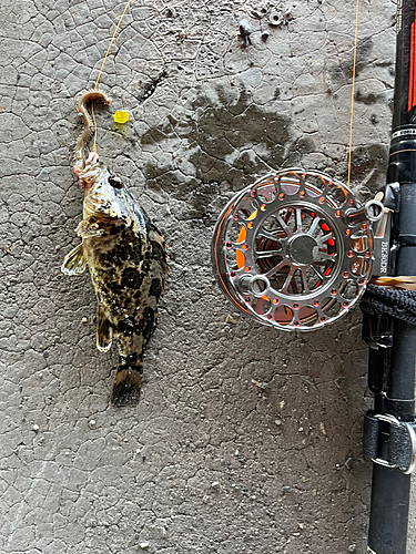 タケノコメバルの釣果