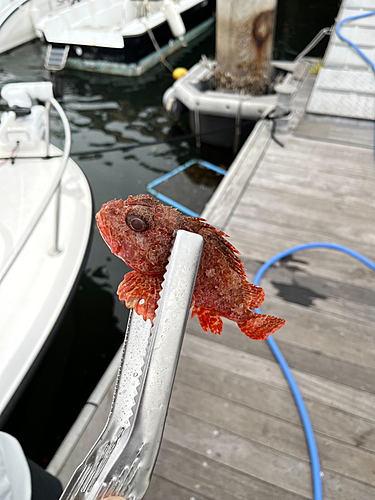 オニカサゴの釣果