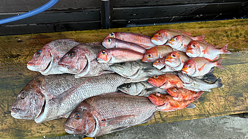 マダイの釣果