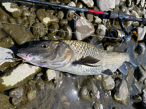 ニゴイの釣果