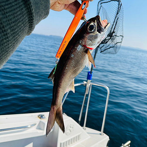 ムツの釣果