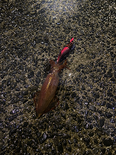 ササイカの釣果