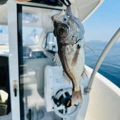 オオメハタの釣果