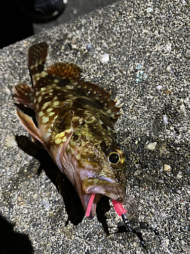 シロメバルの釣果