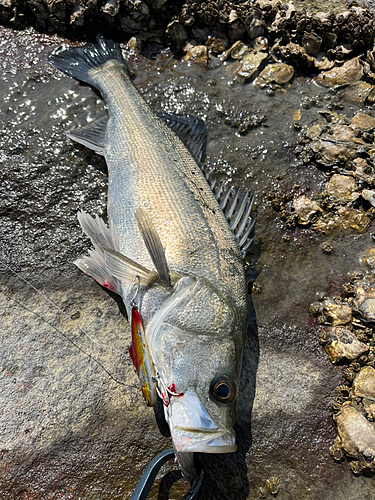 フッコ（タイリクスズキ）の釣果