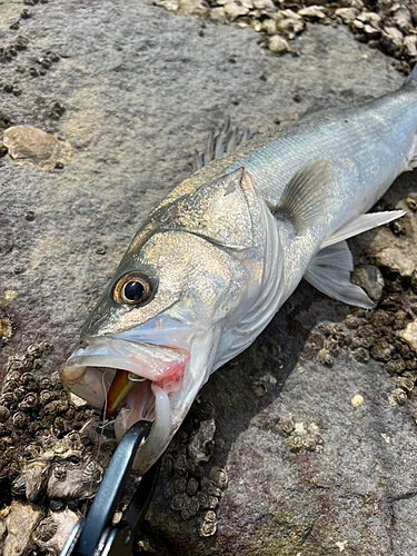 フッコ（タイリクスズキ）の釣果