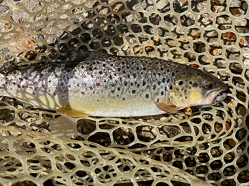 ブラウントラウトの釣果