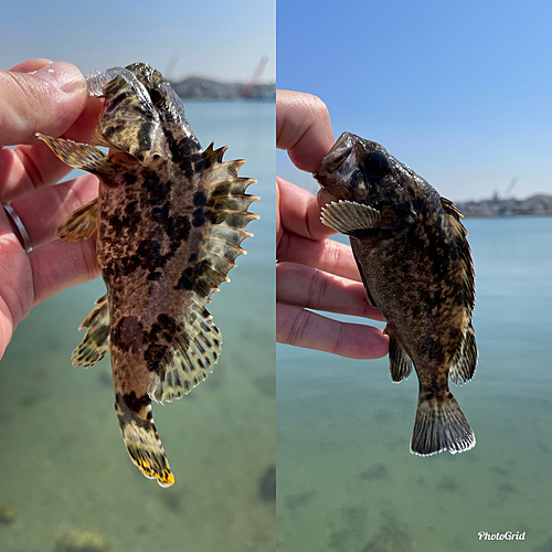 クロソイの釣果