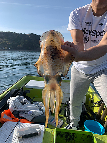 アオリイカの釣果