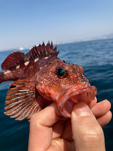 ガシラの釣果