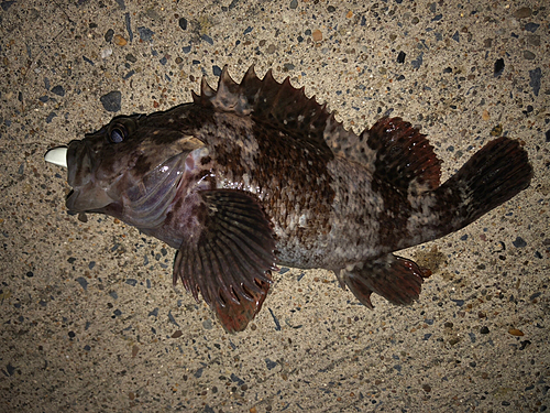 ムラソイの釣果