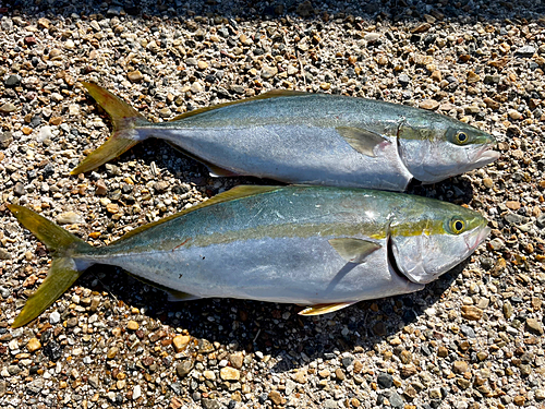 ハマチの釣果