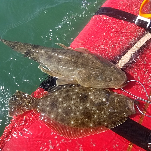 ヒラメの釣果