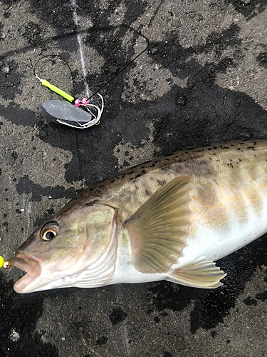 ホッケの釣果