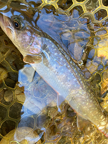 イワナの釣果