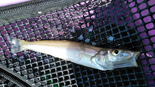 シロギスの釣果