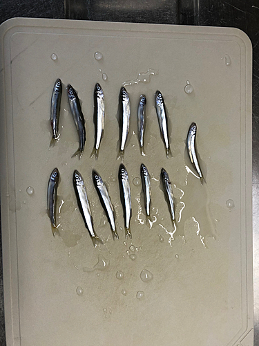 チアユの釣果