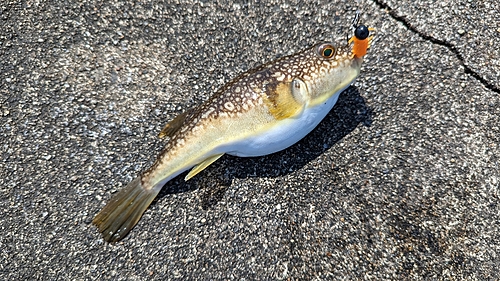 ショウサイフグの釣果