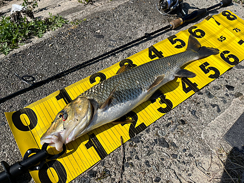 ニゴイの釣果