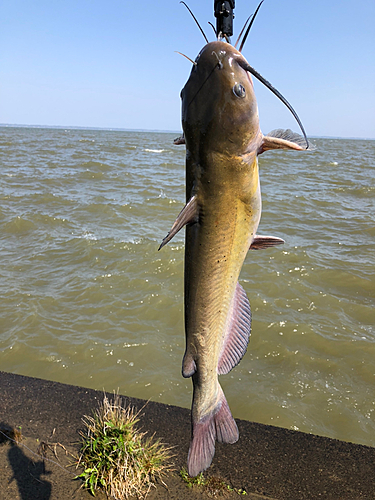 アメリカナマズの釣果