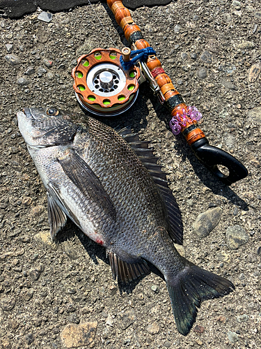 クロダイの釣果