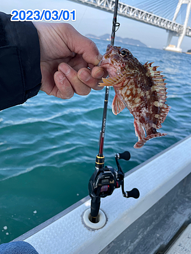 カサゴの釣果