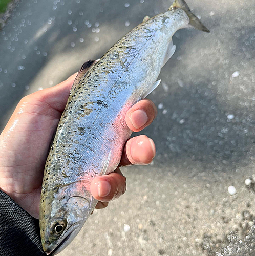 ヤマメの釣果