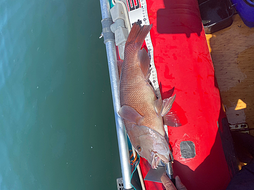 コブダイの釣果